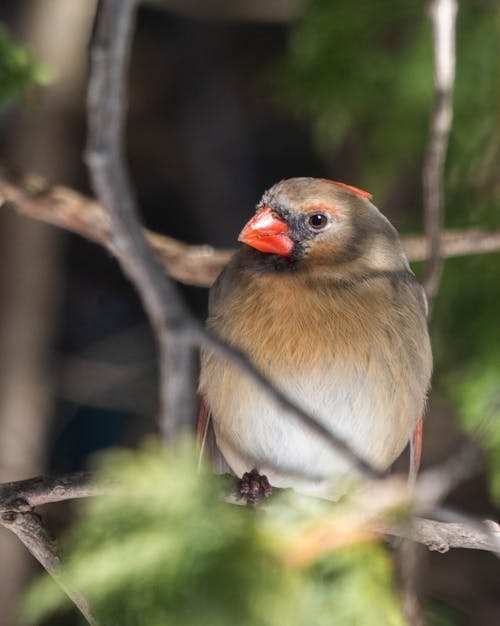 Brown and Red Bird on Tree Branch