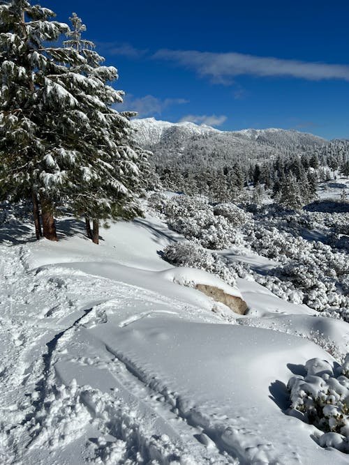 Ücretsiz açık hava, ağaçlar, dağ içeren Ücretsiz stok fotoğraf Stok Fotoğraflar