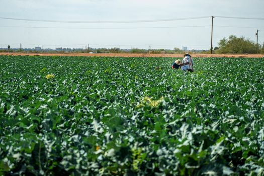 Workers tending broccoli crops on a sunny day at a Scottsdale, AZ farm.