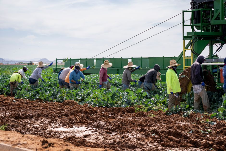 A group of farm workers harvesting crops in a sunny field with machinery.