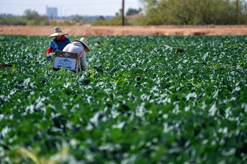 Immagine gratuita di agricoltura, azienda agricola, campagna