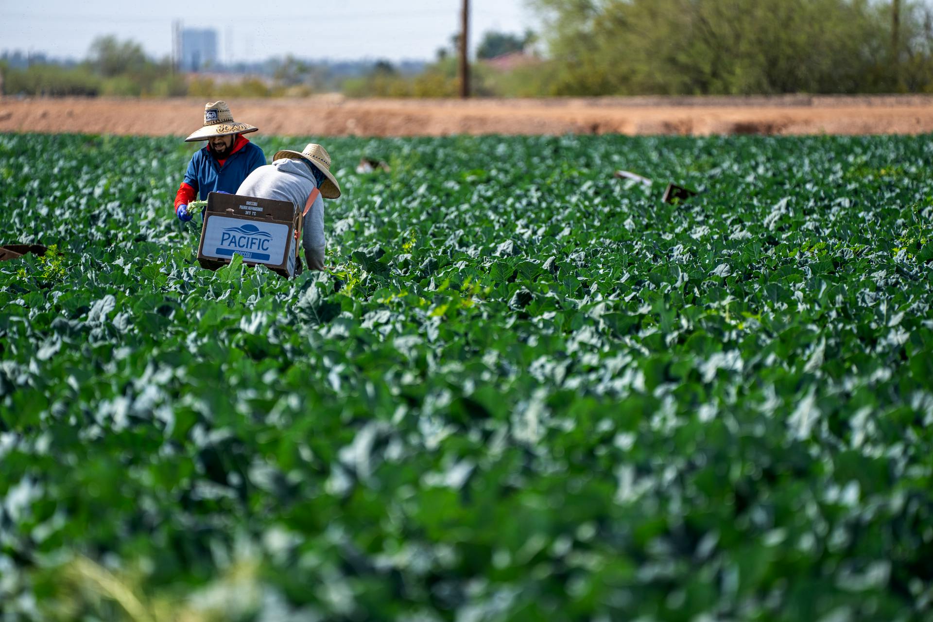 Farm workers in rural Scottsdale picking broccoli on a sunny day.