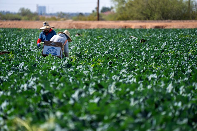 Farmers Working On Broccoli Farm