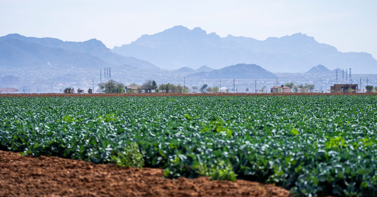 Les bienfaits du choix bio pour l'environnement