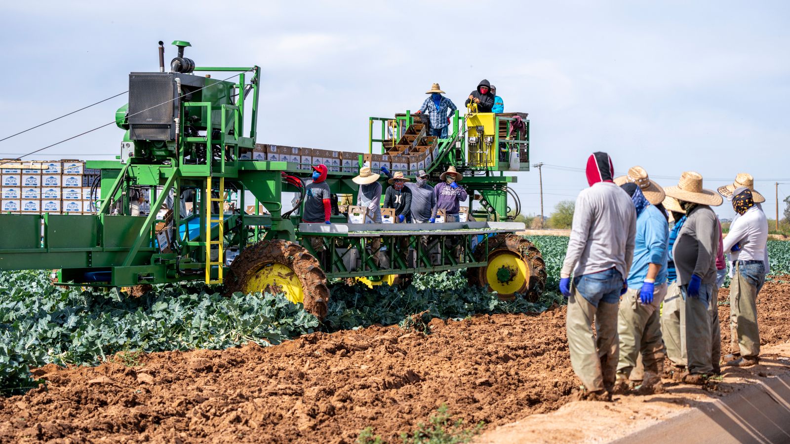 Farm workers use a combine harvester for harvesting crops on a sunny day.
