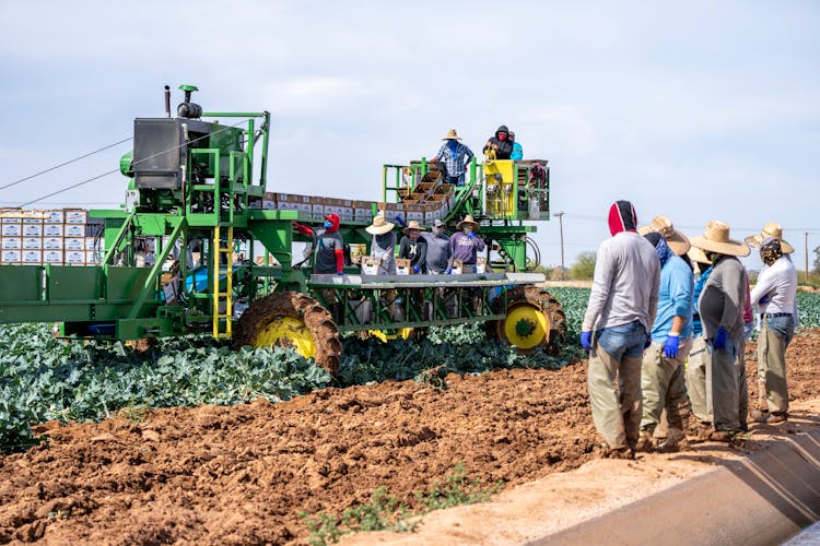 Farmers Harvesting Vegetables On The Field