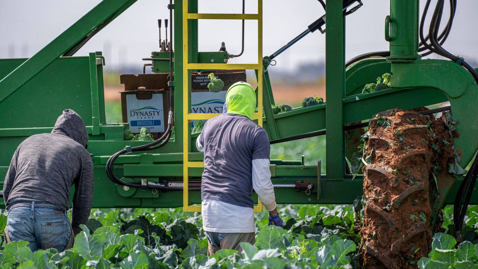 Farm workers harvest broccoli using machinery in a field, showcasing agricultural processes.