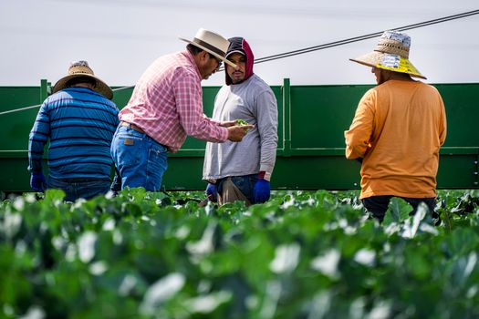 Group of adult men working on vegetable harvesting in an outdoor farm.