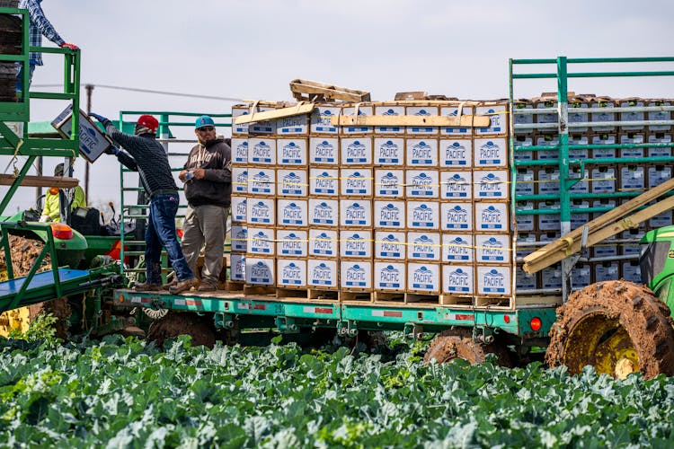 Farmers Harvesting Broccolis In The Farm