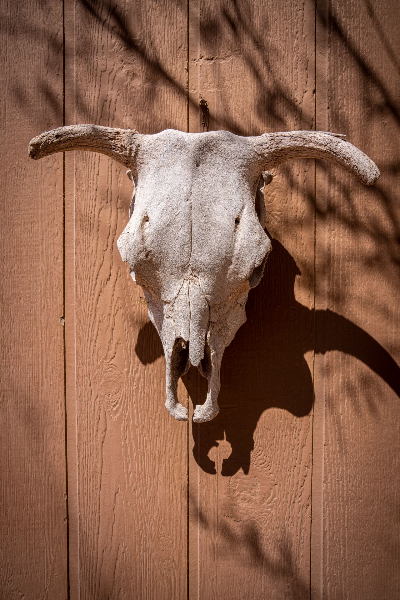 Bleached longhorn skull mounted on a weathered wooden wall