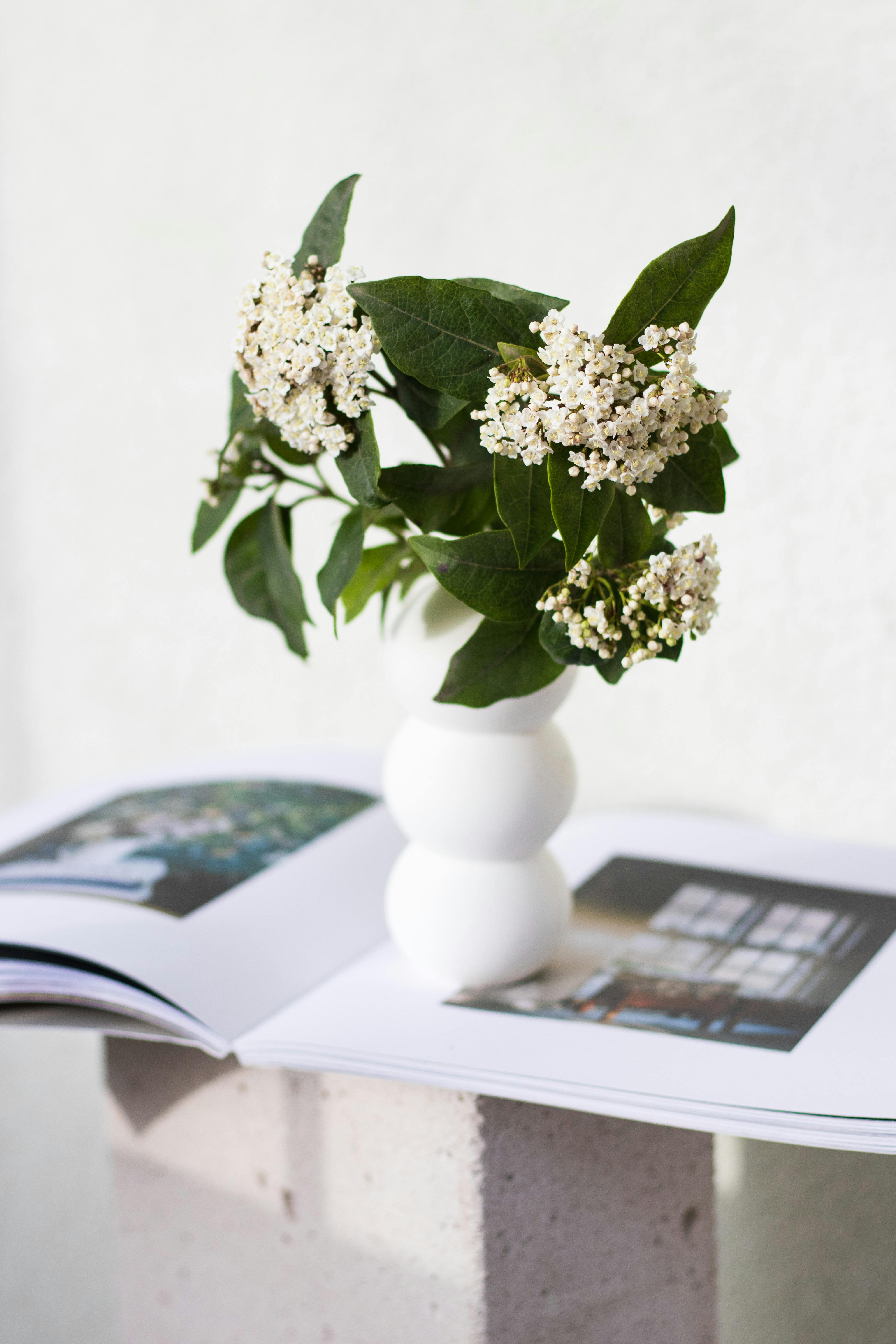 Professional Listing Photos