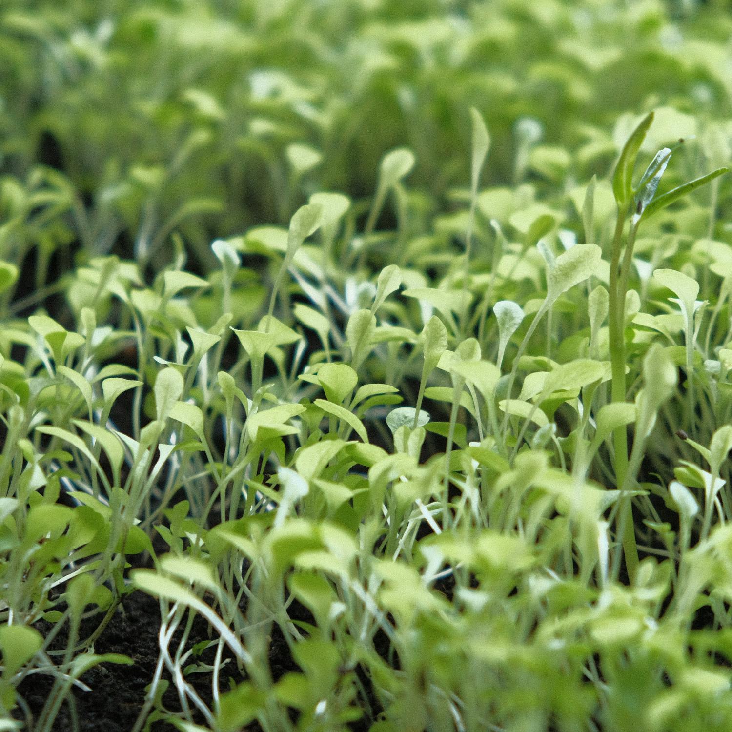 Fresh microgreens growing