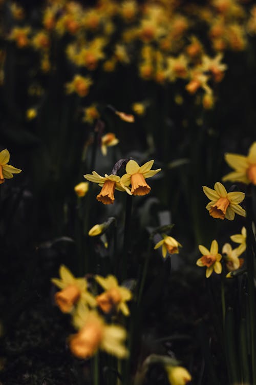 Close Up Photo of Yellow Flowers