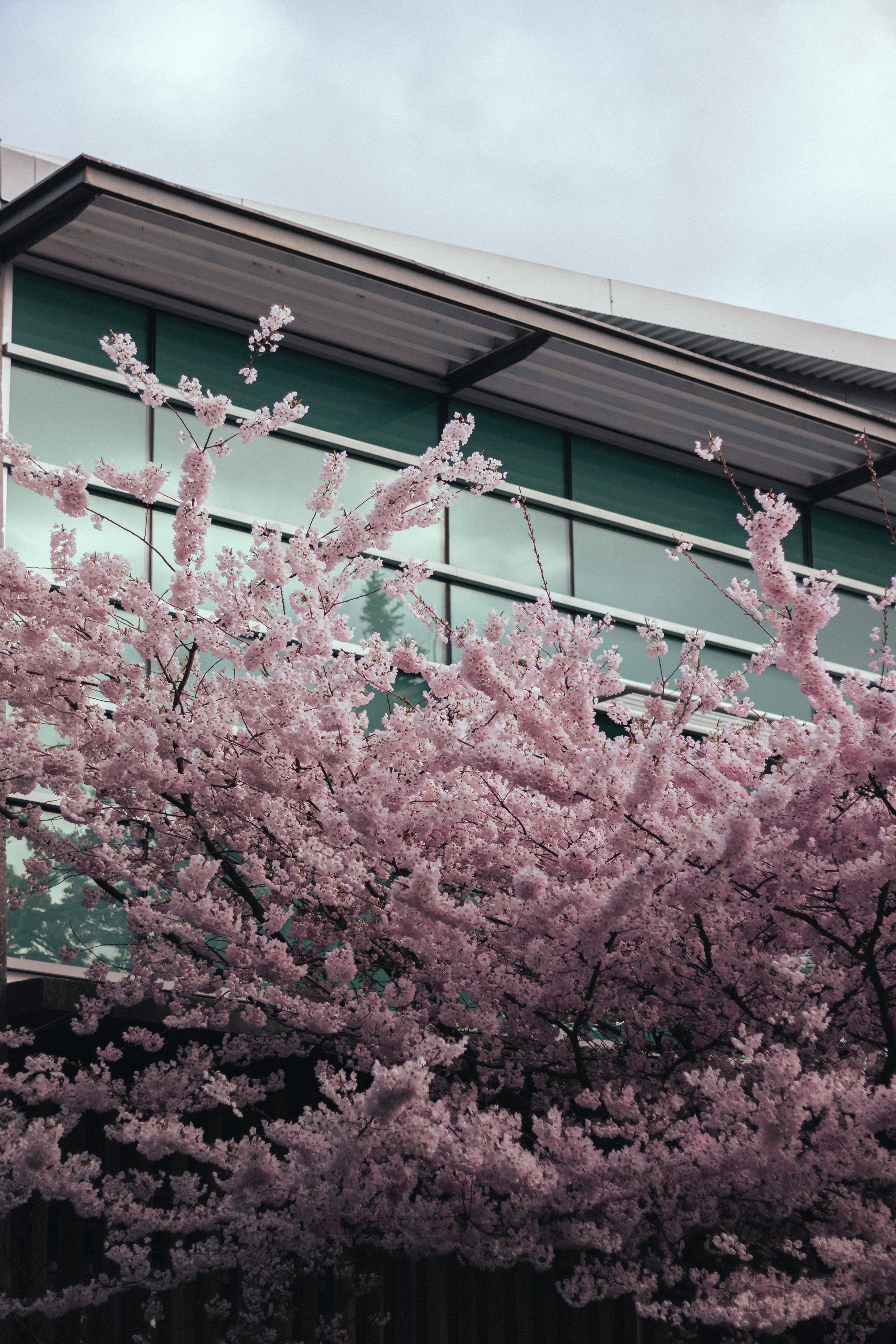 Pink Cherry Blossom Tree in Front of a House · Free Stock Photo