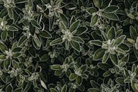 Green and White Plant Leaves