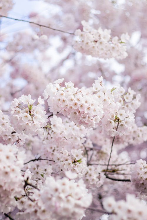 Ilmainen kuvapankkikuva tunnisteilla kasvikunta, kirsikankukka, kukka