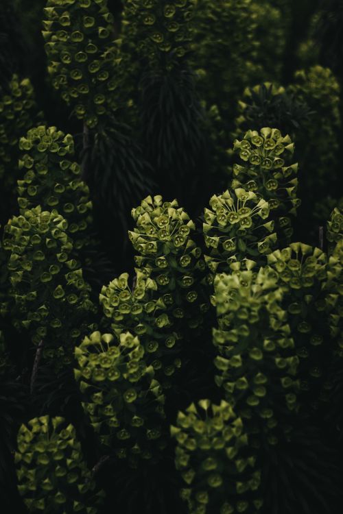 Free Close-up view of vibrant green marine plants in their natural setting, showcasing nature's intricate patterns. Stock Photo