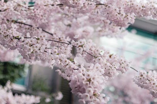 Kostnadsfri bild av blomfotografi, blomma, flora