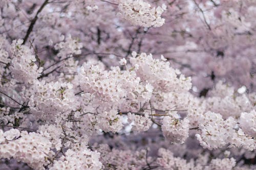 Kostnadsfri bild av blomfotografi, blomma, flora