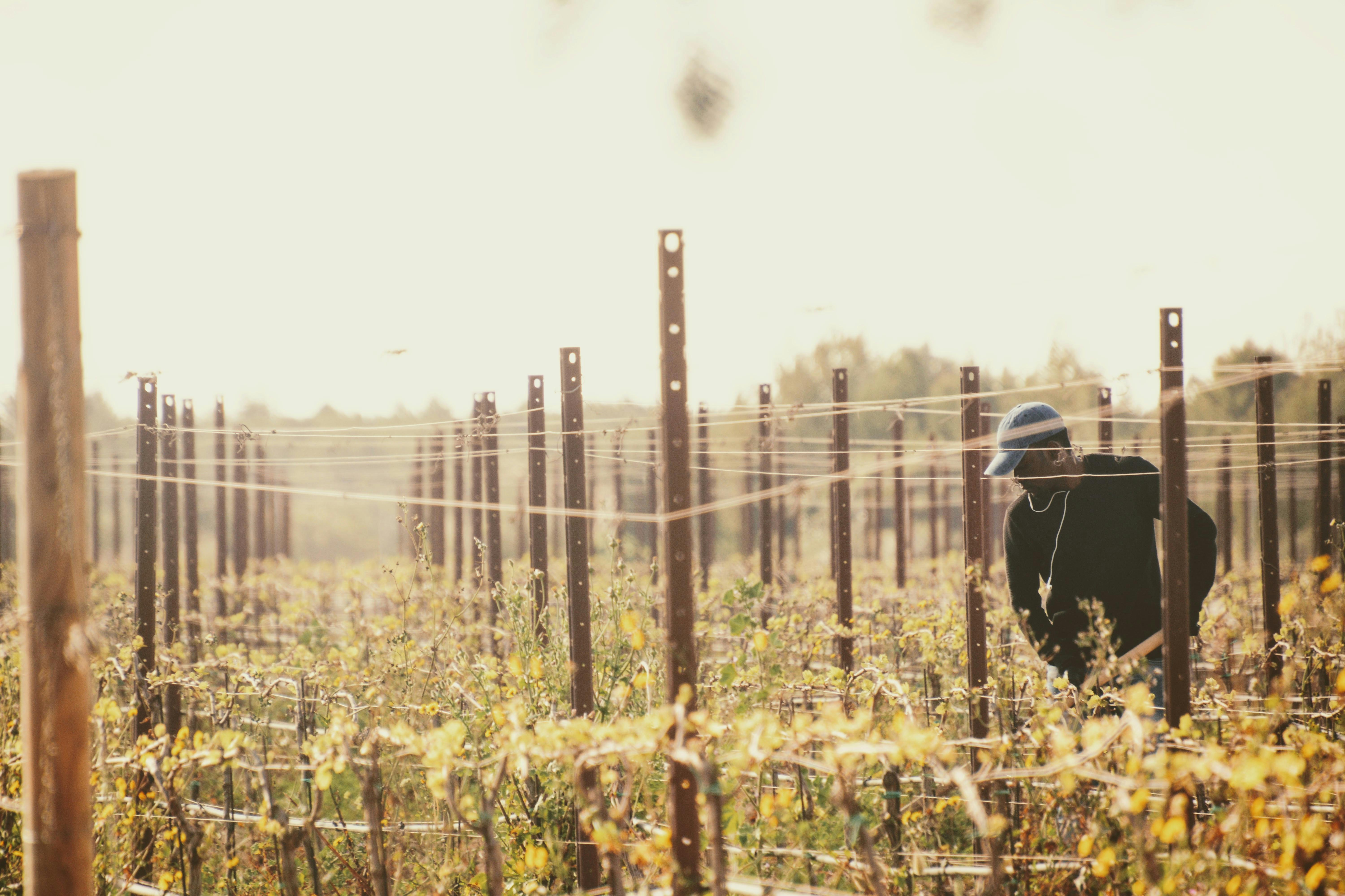 morning mist vineyard botrytis grapes