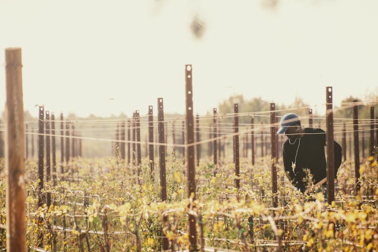 Man Working On The Vineyard