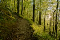 Green Tall Trees in the Forest