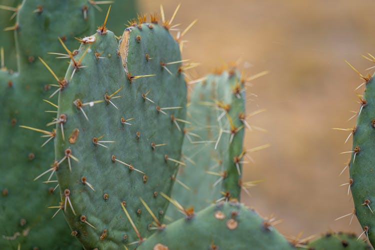 Cactus In Heart Shape