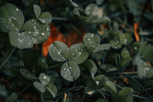 A close-up of vibrant clover leaves with glistening water droplets, embodying nature's freshness.