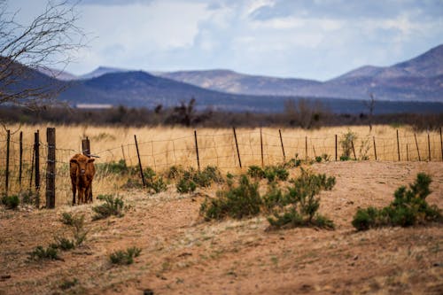 Desert Calf near the Fence