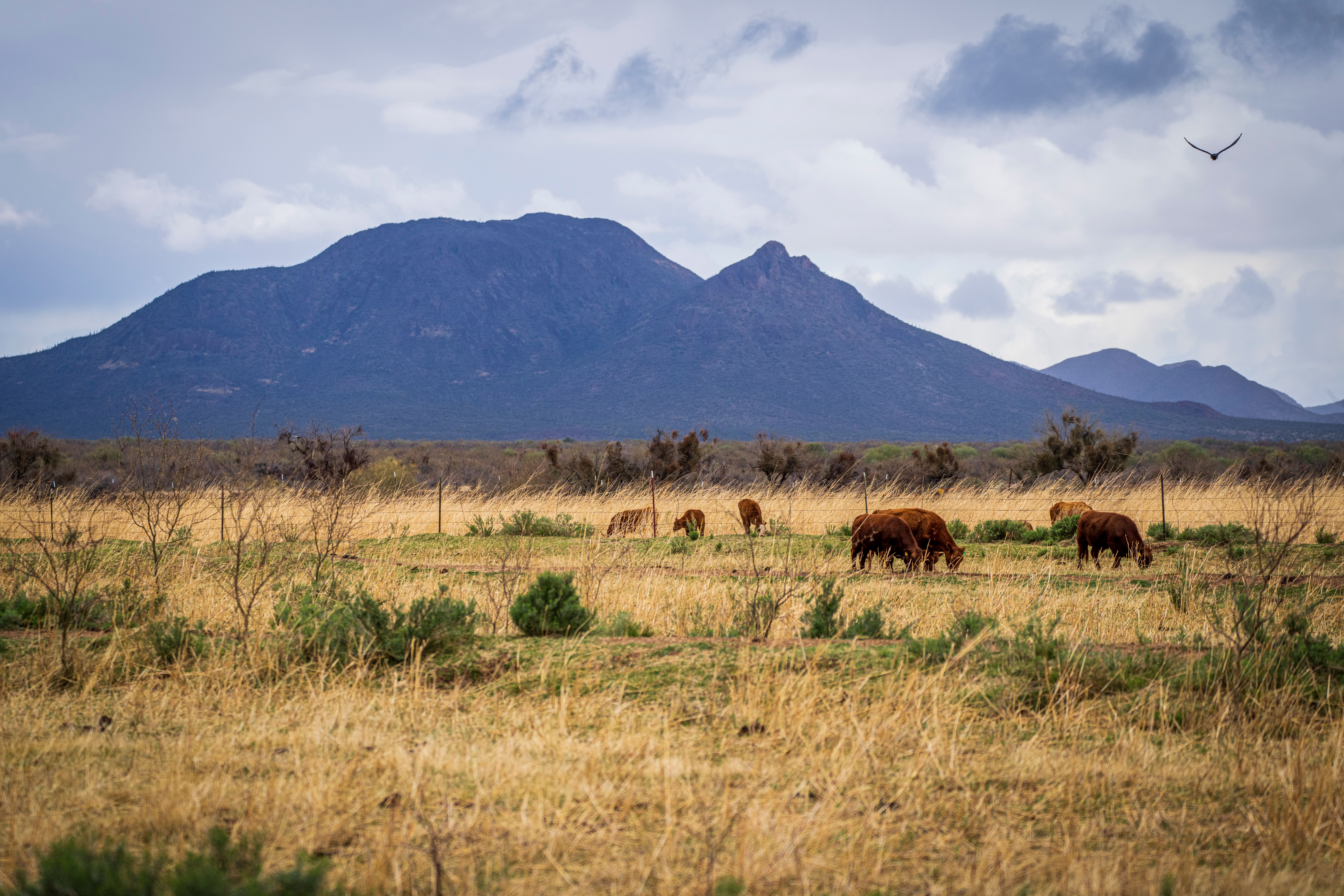 cattle grazing desert scrubland