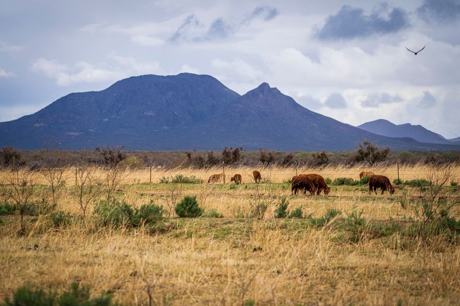 cattle grazing desert scrubland