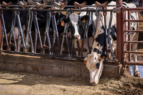 動物攝影, 吃草, 奶牛 的 免费素材图片