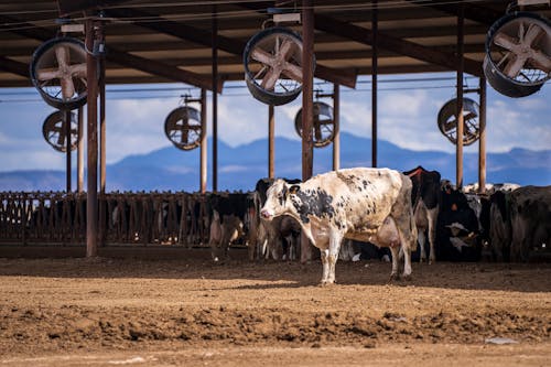Cows on a Dairy Farm