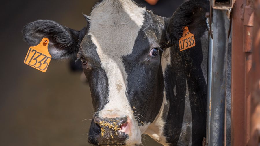 Dairy