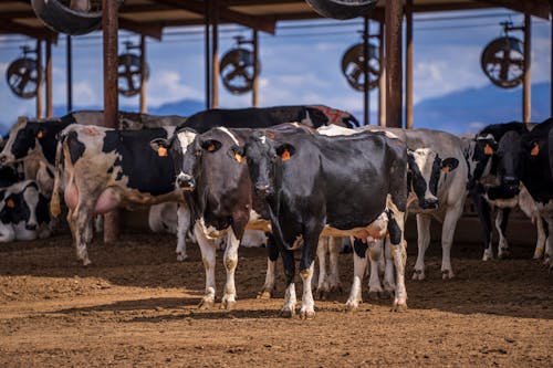 Cows in a Dairy Farm