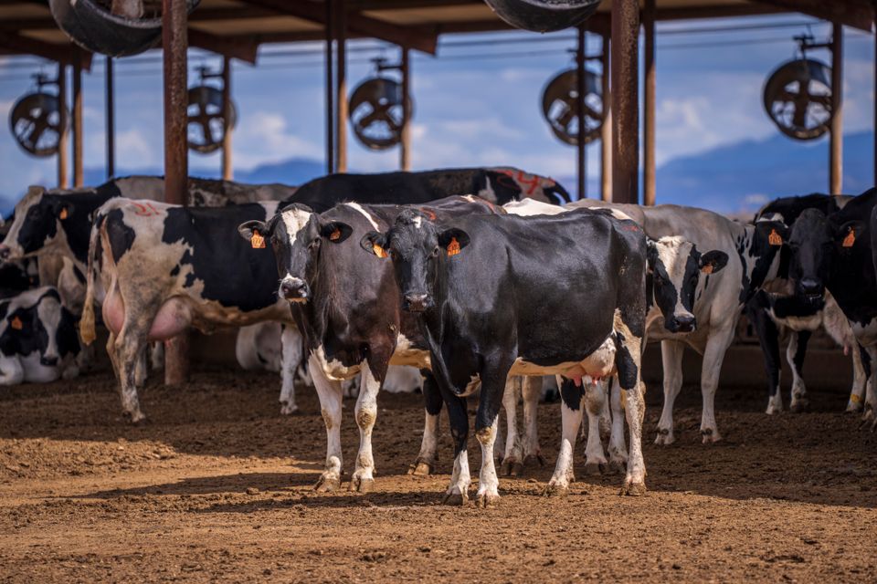 Holstein cows at a dairy farm
