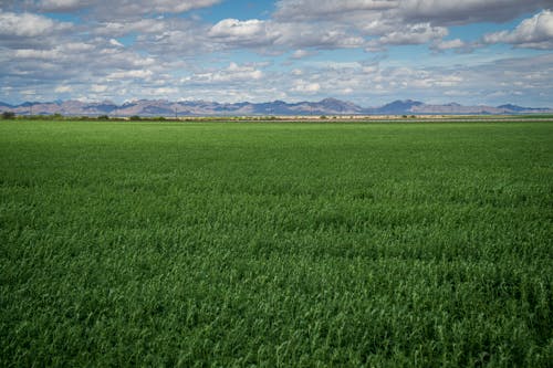 Gratis stockfoto met blauwe lucht, gras, grasland Stockfoto