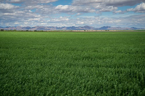 Green Grass Field under Blue Sky