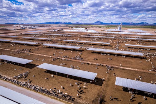 Ferme Laitière De L'arizona