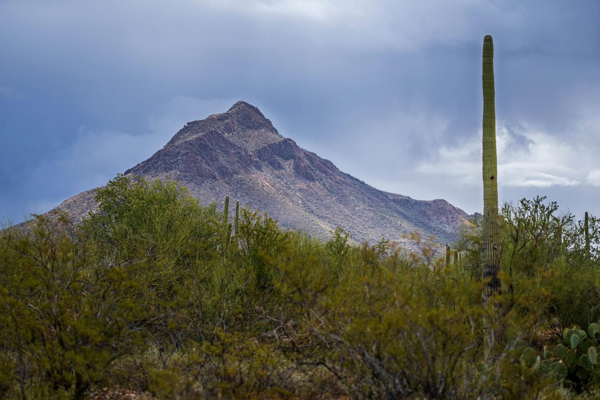 Saguaro cactus stands tall in the Arizona desert with a mountain backdrop under cloudy skies.