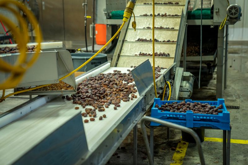 Faja transportadora industrial clasificando dátiles en una planta de alimentos