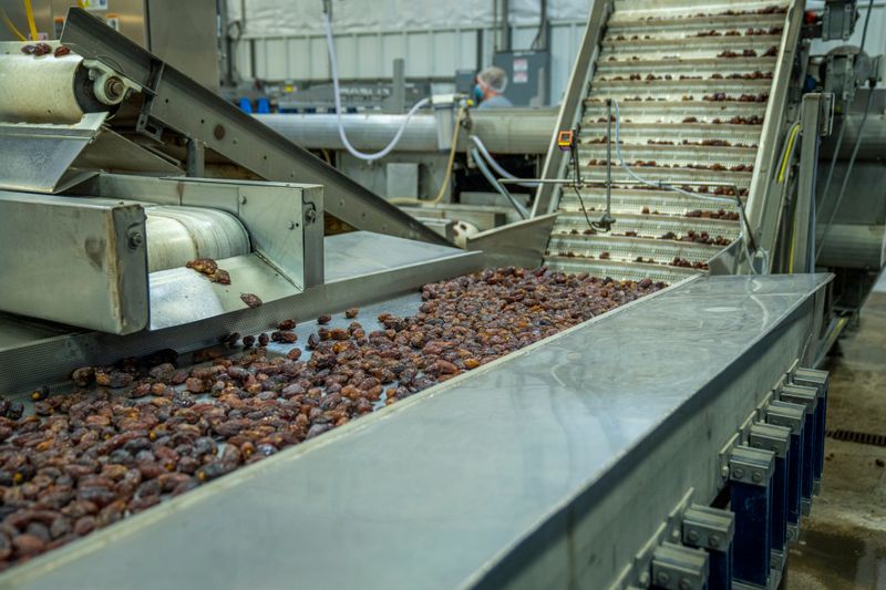 Industrial machinery sorting dates on a production line in a factory