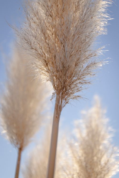 Free Vertical shot of pampas grass softly illuminated against a clear blue sky. Stock Photo