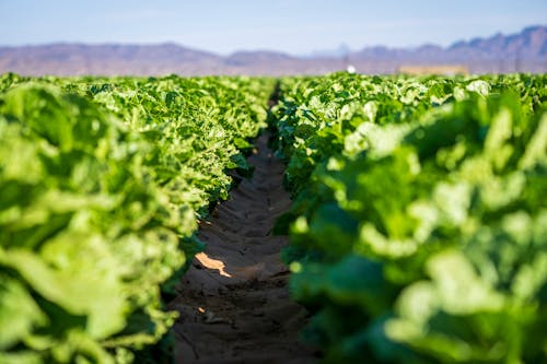 Close-up of the Lettuce in the Farm