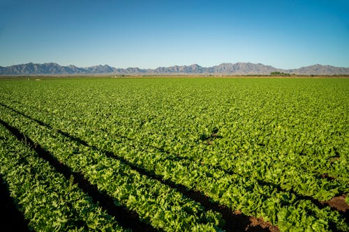 Photo of a Lettuce Farm