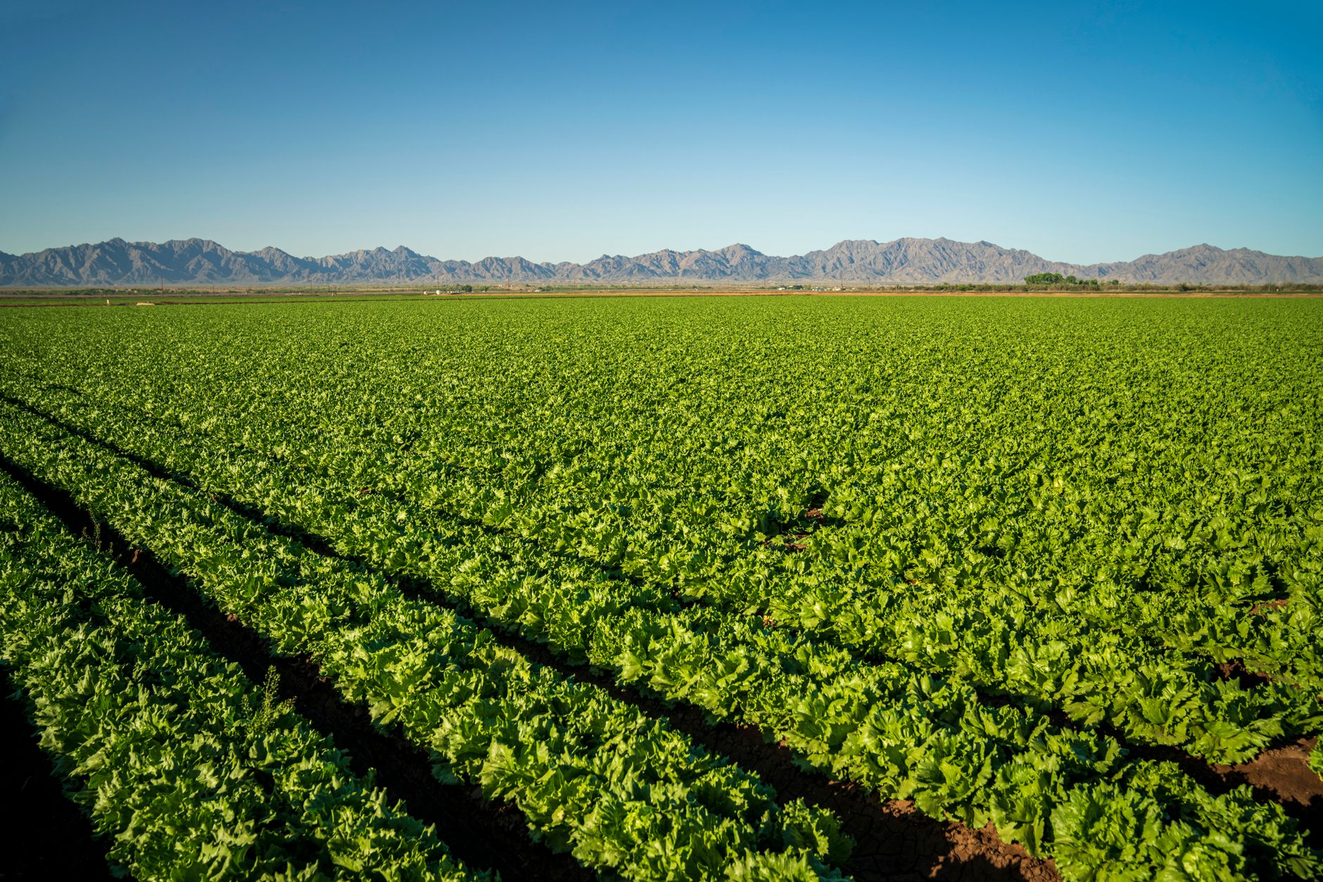 Taylor Farms Lettuce Cyclospora Alert: FDA Confirms False Positive