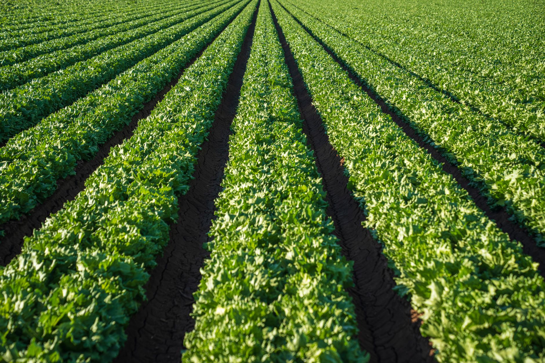 Taylor Farms Lettuce Recall Across 27 States Sparks Concerns for Cyclospora Contamination