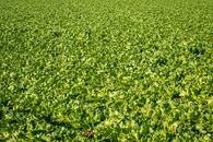 Green Lettuce in a Farm