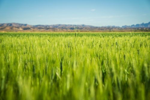 Free Green barley field stretching to distant mountains under a clear blue sky. Stock Photo