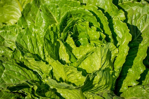Close Up of Lettuce